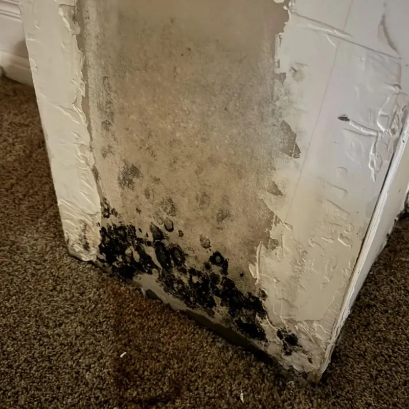 Professional Mold Removal in Washington County, VT